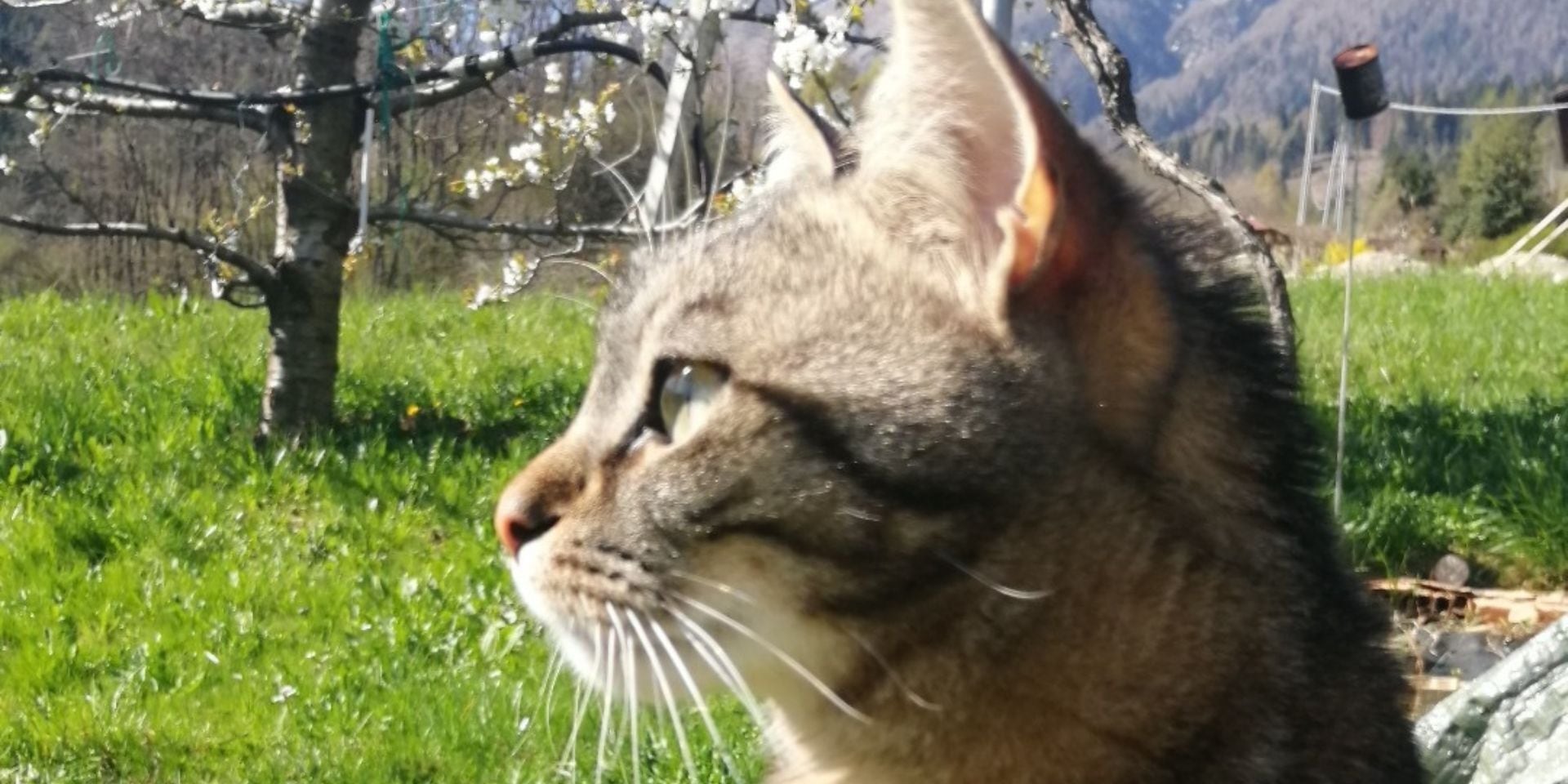 Ronny, the King of Vigolana.