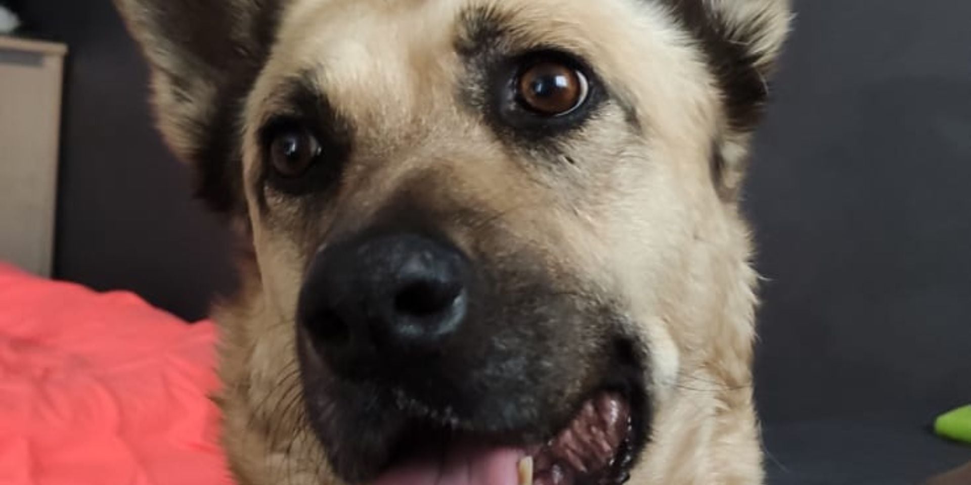 Laika, un simbolo di rinascita.